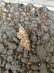 Lepidoptera