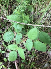 Rubus argutus