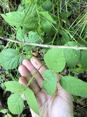 Rubus argutus