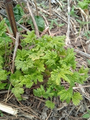 Leonurus quinquelobatus