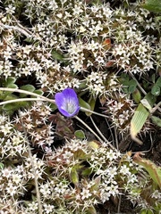 Chorizanthe howellii