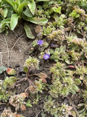 Chorizanthe howellii