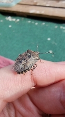 Rhaphigaster nebulosa