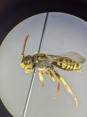 Nomada bishoppi
