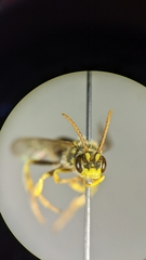 Nomada bishoppi