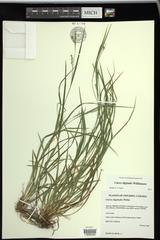 Carex digitalis digitalis