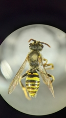 Nomada bishoppi