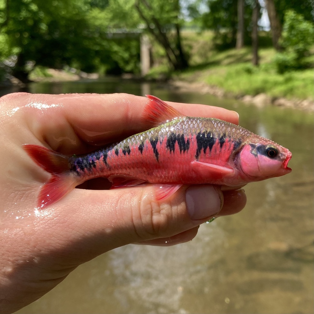 Crescent shiner (Luxilus cerasinus) — Cyprinidae