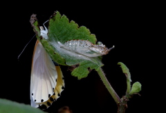 Mylothris rueppellii haemus