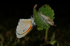 Mylothris rueppellii haemus