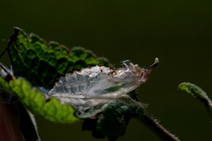 Mylothris rueppellii haemus