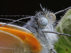 Mylothris rueppellii haemus