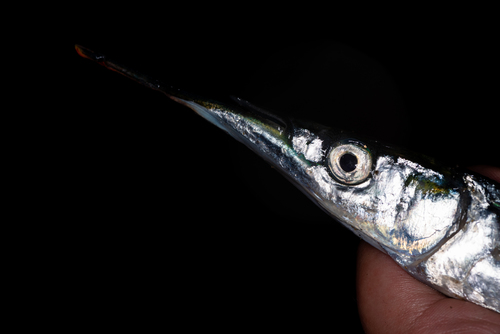 Japanese Halfbeak