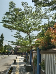 Terminalia mantaly