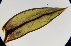 Ptychostomum pseudotriquetrum