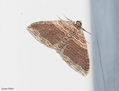 Anticlea multiferata