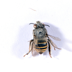 Anthophora marginata