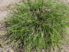 Carex deflexa deflexa