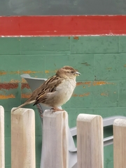 Passer domesticus