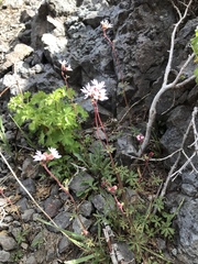 Lithophragma glabrum