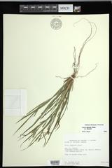 Carex digitalis digitalis