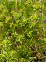 Trifolium leucanthum