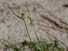 Carex deflexa deflexa