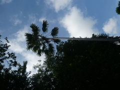 Saribus rotundifolius