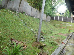 Saribus rotundifolius