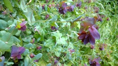Cerinthe retorta