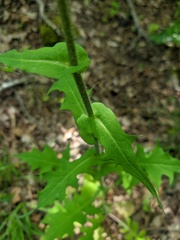 Lactuca hispida