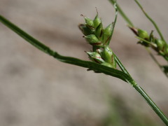 Carex deflexa deflexa