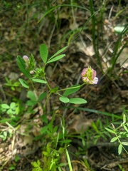 Trifolium grandiflorum