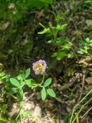 Trifolium grandiflorum