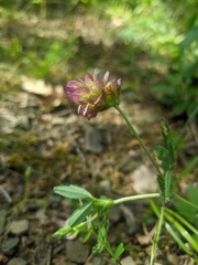 Trifolium grandiflorum