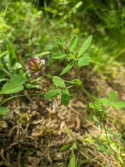 Trifolium grandiflorum
