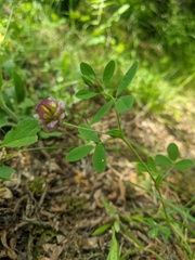 Trifolium grandiflorum