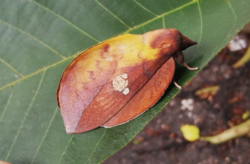 Euthrix laeta (Walker, 1855)