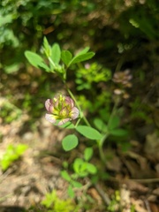 Trifolium grandiflorum
