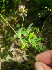Trifolium grandiflorum