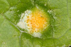 Puccinia sparganioidis