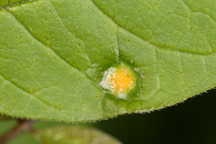 Puccinia sparganioidis