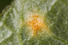 Puccinia sparganioidis