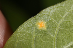 Puccinia sparganioidis