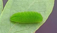 Satyrium liparops