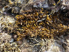 Sargassum sinclairii