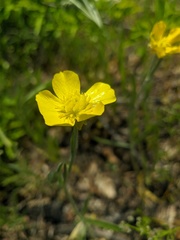 Ranunculus illyricus
