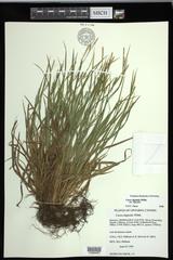 Carex digitalis digitalis