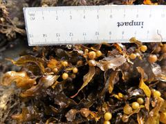 Sargassum sinclairii