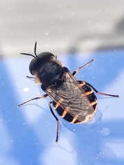 Odontomyia microleon